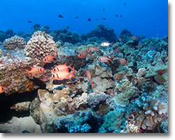 Molokai Snorkeling